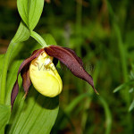 Cypripedium calceolus L. – Črievičník papučka IMG_1240