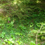 Cypripedium calceolus L. – Črievičník papučka IMG_1250