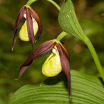 Cypripedium calceolus L. – Črievičník papučka IMG_1281