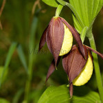 Cypripedium calceolus L. – Črievičník papučka IMG_1284