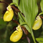 Cypripedium calceolus - Črievičník papučka 182041