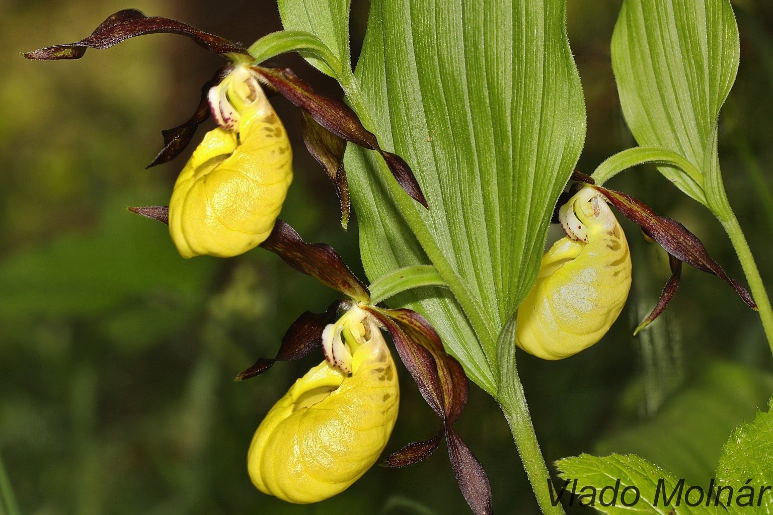 Cypripedium calceolus - Črievičník papučka 182041