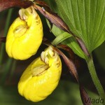 Cypripedium calceolus - Črievičník papučka 182540