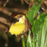 Cypripedium calceolus - Črievičník papučka 22-01-11