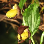 Cypripedium calceolus - Črievičník papučka 22-02-43