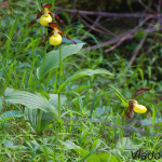 Cypripedium calceolus - Črievičník papučka IMG_0611