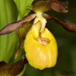 Cypripedium calceolus - Črievičník papučka IMG_0643