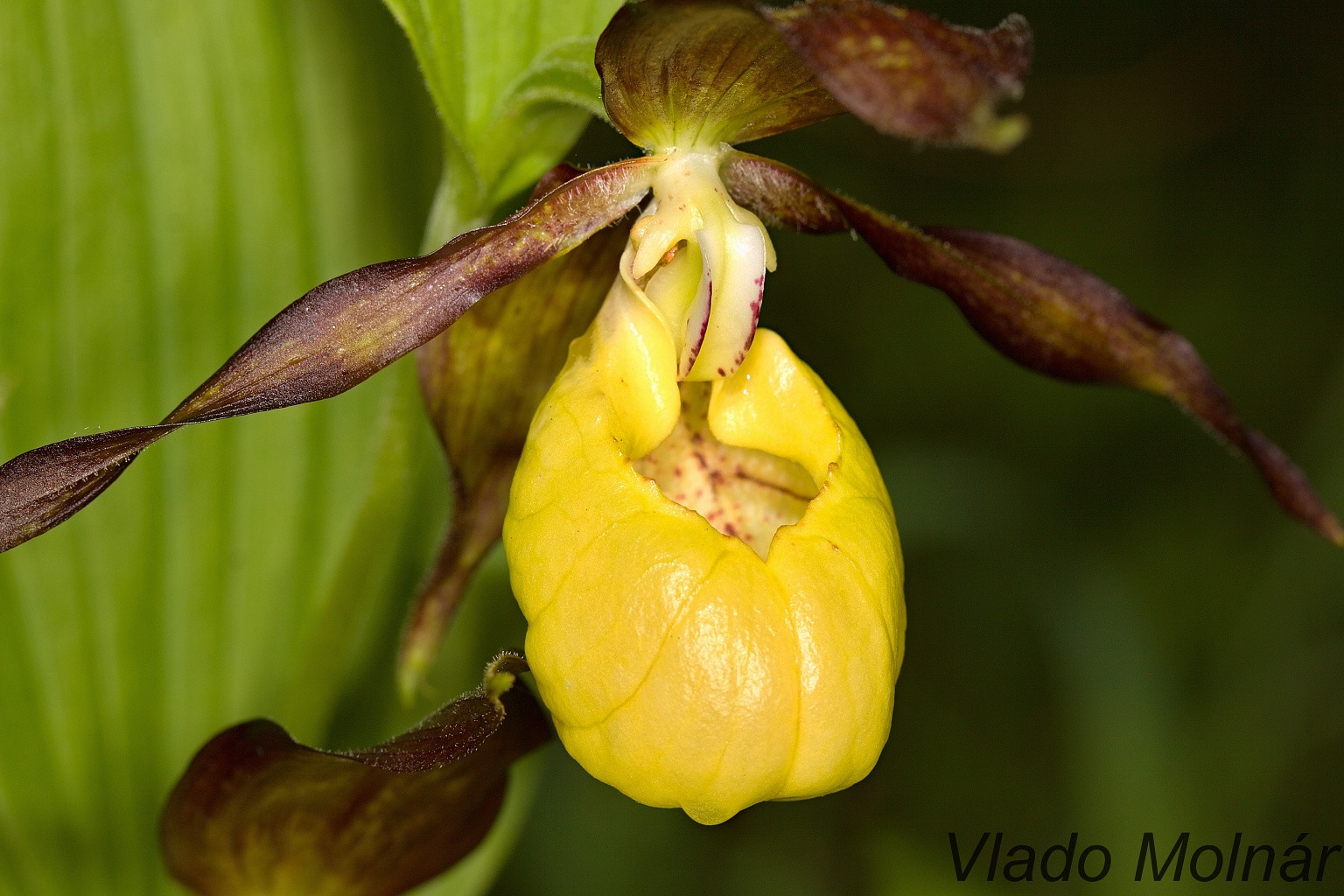 Cypripedium calceolus - Črievičník papučka IMG_0643