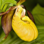 Cypripedium calceolus - Črievičník papučka IMG_0647