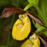 Cypripedium calceolus - Črievičník papučka IMG_0654