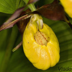 Cypripedium calceolus - Črievičník papučka IMG_0661