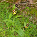 Cypripedium calceolus  - Črievičník papučka IMG_1147