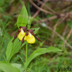 Cypripedium calceolus  - Črievičník papučka IMG_1151