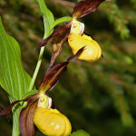 Cypripedium calceolus - Črievičník papučka IMG_1204m