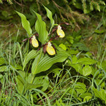 Cypripedium calceolus - Črievičník papučka IMG_1215