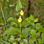 Cypripedium calceolus - Črievičník papučka IMG_1218