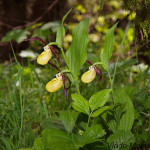 Cypripedium calceolus - Črievičník papučka IMG_1219