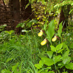 Cypripedium calceolus - Črievičník papučka IMG_1220