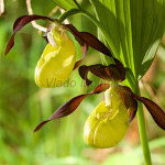 Cypripedium calceolus - Črievičník papučka IMG_1307