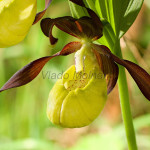 Cypripedium calceolus - Črievičník papučka IMG_1307m