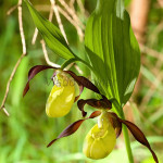 Cypripedium calceolus - Črievičník papučka IMG_1308