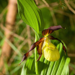 Cypripedium calceolus - Črievičník papučka IMG_1309