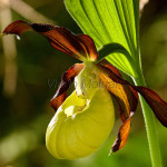 Cypripedium calceolus - Črievičník papučka IMG_1311