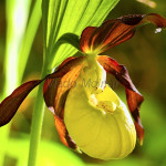 Cypripedium calceolus - Črievičník papučka IMG_1312