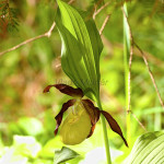 Cypripedium calceolus - Črievičník papučka IMG_1317