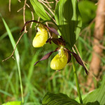 Cypripedium calceolus - Črievičník papučka IMG_1320m