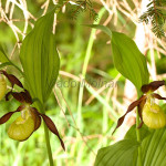 Cypripedium calceolus - Črievičník papučka IMG_1325