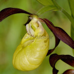 Cypripedium calceolus - Črievičník papučka IMG_1326