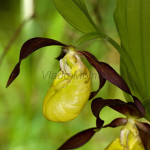 Cypripedium calceolus - Črievičník papučka IMG_1327