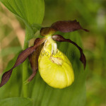 Cypripedium calceolus - Črievičník papučka IMG_1328