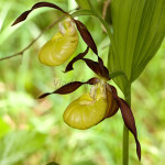 Cypripedium calceolus - Črievičník papučka IMG_1330