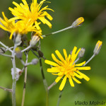 Hieracium murorum - Jastrabník lesný IMG_0587