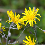 Hieracium murorum - Jastrabník lesný IMG_0588