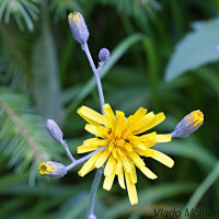 Hieracium murorum - Jastrabník lesný IMG_0589