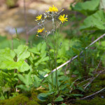 Hieracium murorum - Jastrabník lesný IMG_1178