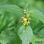 Lamium galeobdolon  - Hluchavka žltá 124543