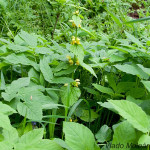 Lamium galeobdolon  - Hluchavka žltá IMG_0069