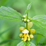 Lamium galeobdolon  - Hluchavka žltá IMG_7452