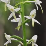 Platanthera bifolia - Vemenník dvojlistý 181609
