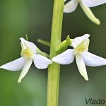 Platanthera bifolia - Vemenník dvojlistý 212039