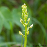 Platanthera bifolia - Vemenník dvojlistý IMG_0318