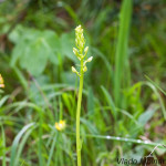 Platanthera bifolia - Vemenník dvojlistý IMG_0319