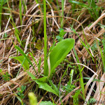 Platanthera bifolia - Vemenník dvojlistý IMG_0320