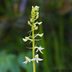 Platanthera bifolia - Vemenník dvojlistý IMG_0595