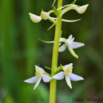 Platanthera bifolia - Vemenník dvojlistý IMG_0599