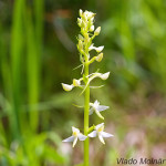 Platanthera bifolia - Vemenník dvojlistý IMG_0666